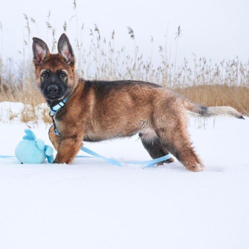 KN_25_40_225_PS_Koiranurkka_Pentusetti_M_4_jpg