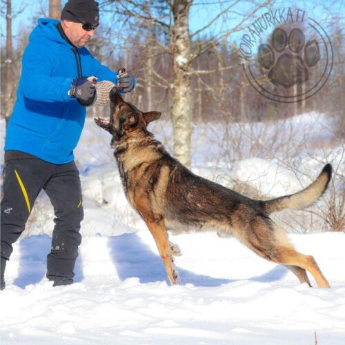 Purutyyny_roller_juutti