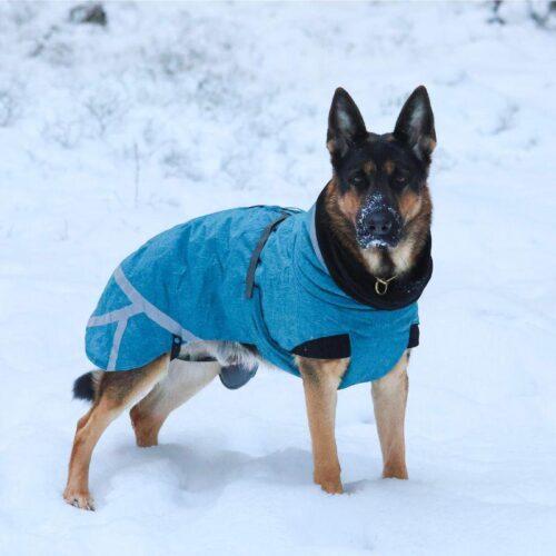 P1553_Kivalo_Koiran_toppatakki_Luosto_10_jpg