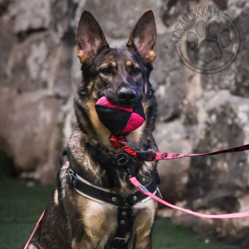 21300001_NYLCOT_PALLO_JOKER_4_jpg