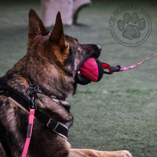 21300001_NYLCOT_PALLO_JOKER_5_jpg