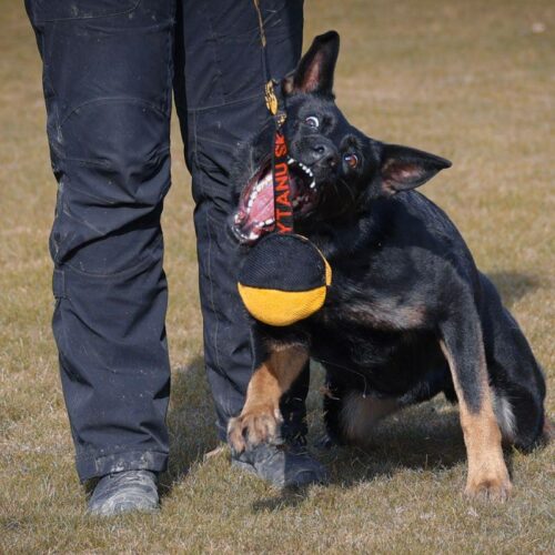 21300001_NYLCOT_PALLO_JOKER_7_jpg