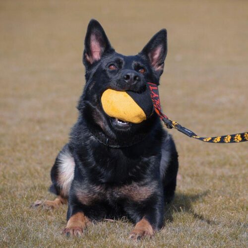 21300001_NYLCOT_PALLO_JOKER_8_jpg