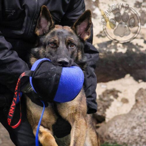 21_300_002_Pallotyyny_JOKER_4_jpg