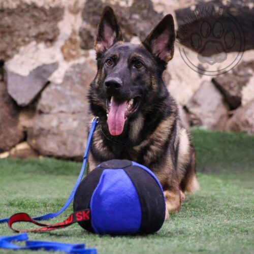 21_300_002_Pallotyyny_JOKER_5_jpg