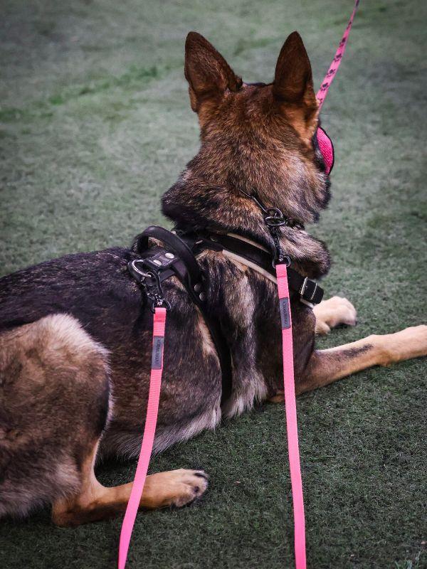 KOIRAN TREENI- JA JÄLKILIINAT