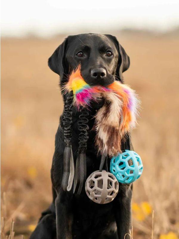 KOIRAN LELUT JA AKTIVOINTI