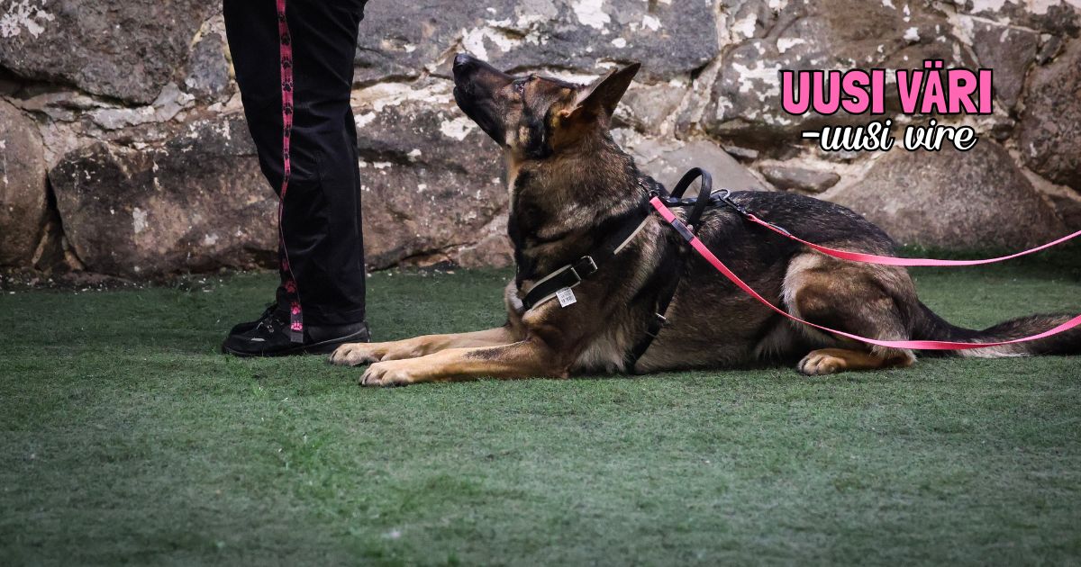 Uudet treeniliinat koiralle