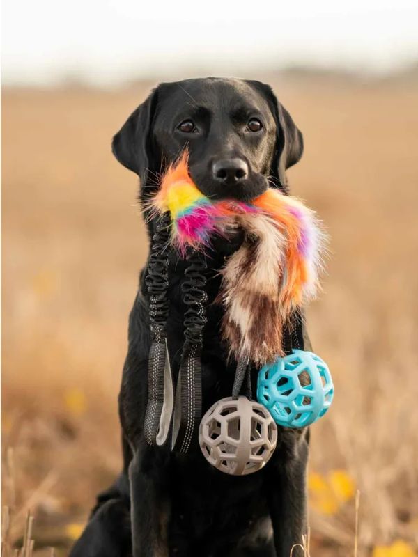 KOIRAN LELUT JA AKTIVOINTI