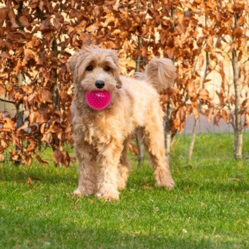 COM016_Siilipallo_vingulla_Pinkki_2_jpg