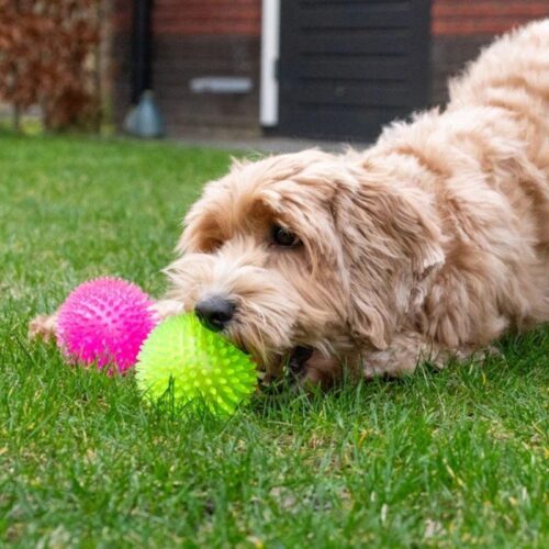 COM016_Siilipallo_vingulla_Pinkki_3_jpg