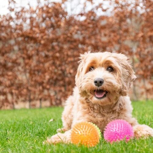 COME016_Siilipallo_vingulla_Oranssi_3_jpg