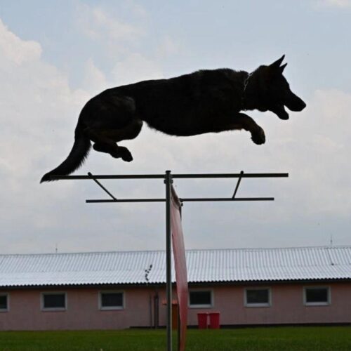 ZP21610008_JUMPLONGER_hyppyapu_1_jpg