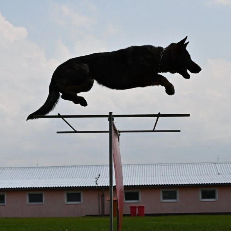 ZP21610008_JUMPLONGER_hyppyapu_1_jpg