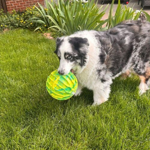 634_7522_KONG_Flexball_Sport_ball_XL_3_jpg