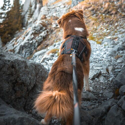 NS130090_Rock_Harness_Long_koiran_valjaat_7_jpg
