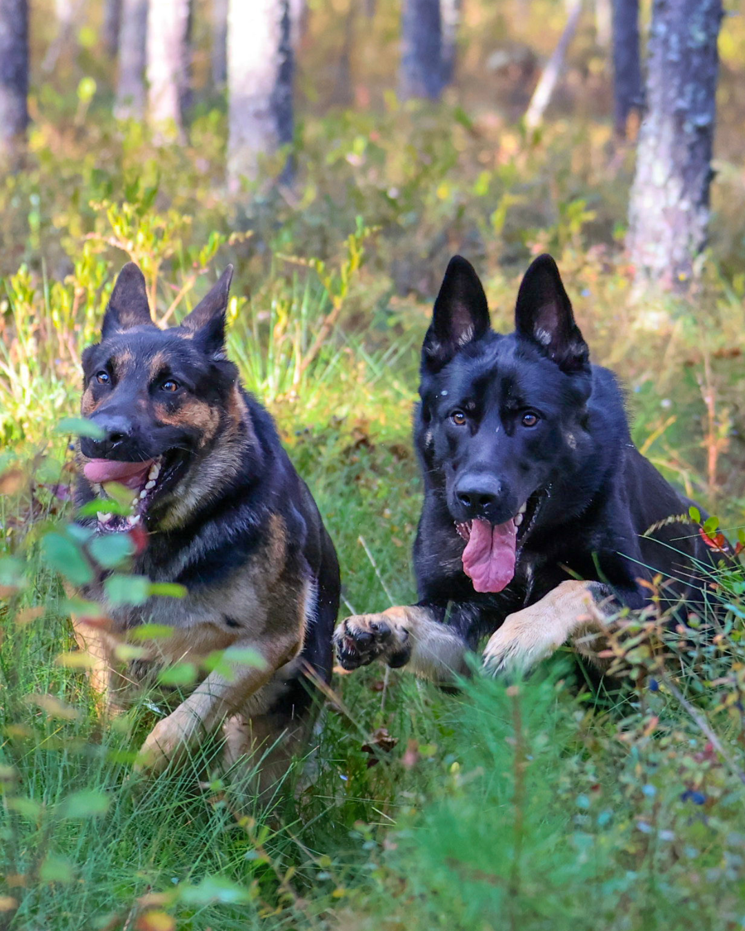 Koiranurkan värikkäät syystarjoukset -Näkyvyyttä pimeneviin iltoihin -Pehmeitä pesäpaikkoja -Pitoa ja hallintaa lenkkeilyyn