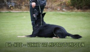Vinkit ensimmäsitä kertaa BH-kokeeseen valmistautuvalle